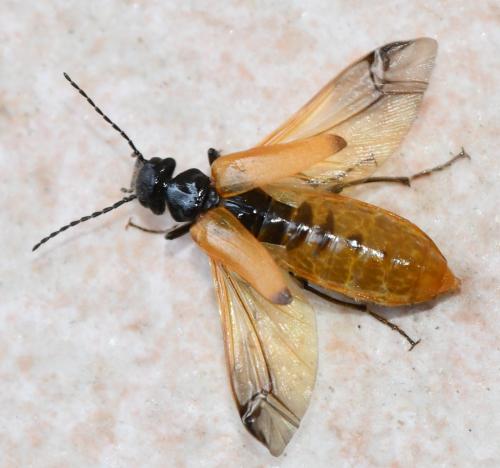 Stenoria analis